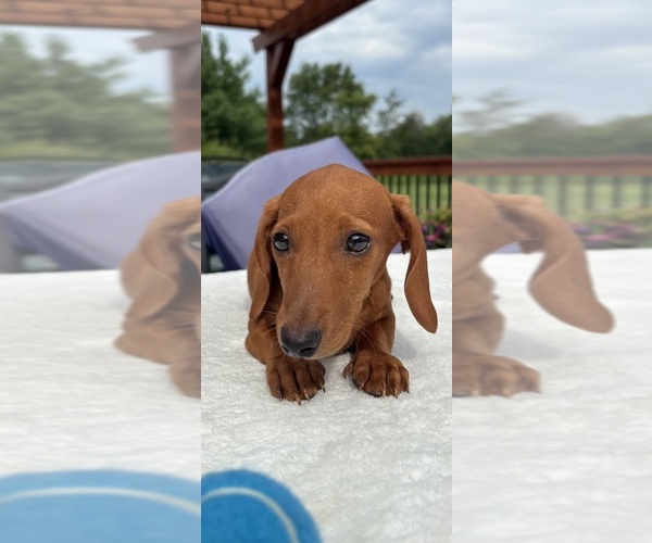 Medium Photo #3 Dachshund Puppy For Sale in GREENFIELD, IN, USA