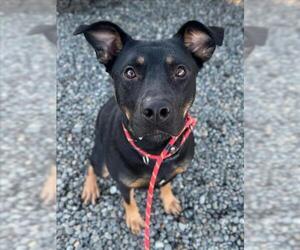Rottweiler-Unknown Mix Dogs for adoption in Woodland, CA, USA