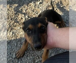 Rottweiler-Unknown Mix Dogs for adoption in San Antonio, TX, USA