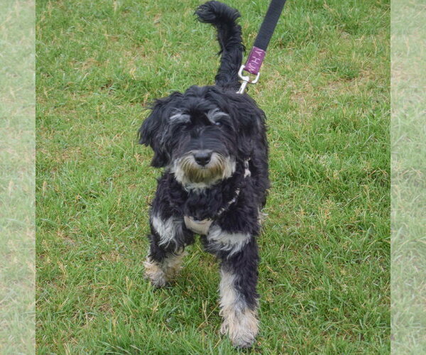 Medium Photo #4 Maltichon Puppy For Sale in Huntley, IL, USA