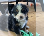 Small Photo #2 Bernese Mountain Dog Puppy For Sale in RICHFIELD SPRINGS, NY, USA