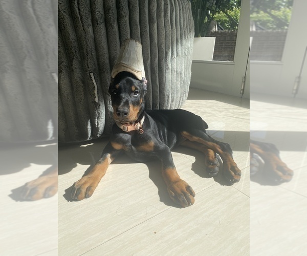 Medium Photo #8 Doberman Pinscher Puppy For Sale in FORT LAUDERDALE, FL, USA