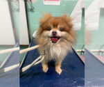 Small #3 Pomeranian
