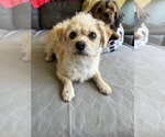 Small Colonial Cocker Spaniel Mix
