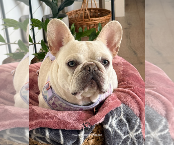 Medium Photo #1 French Bulldog Puppy For Sale in SACRAMENTO, CA, USA