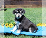 Small Photo #1 Labrador Retriever-Siberian Husky Mix Puppy For Sale in PEACH BOTTOM, PA, USA