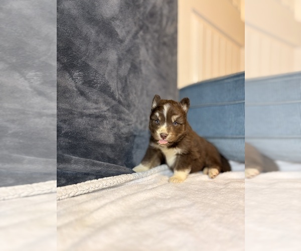 Medium Photo #6 Siberian Husky Puppy For Sale in HEMET, CA, USA