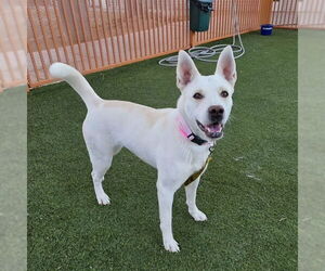 Siberian Husky-Unknown Mix Dogs for adoption in Las Vegas, NV, USA