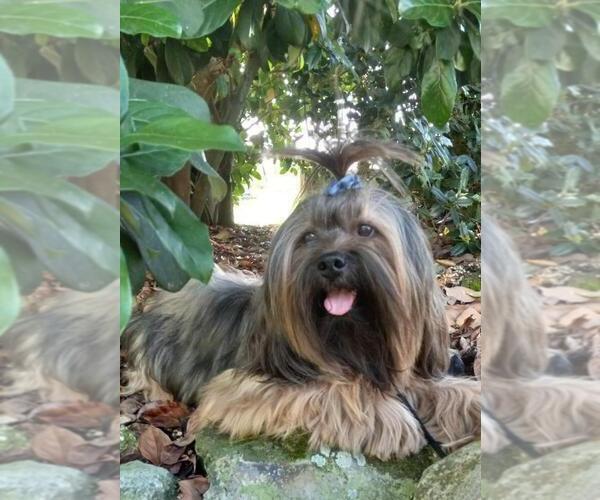 Medium Photo #1 Lhasa Apso Puppy For Sale in BELL, FL, USA