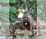 Small Photo #1 Lhasa Apso Puppy For Sale in BELL, FL, USA
