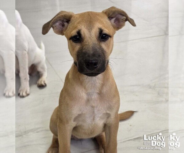 Medium Photo #1 Retriever -Unknown Mix Puppy For Sale in Washington, DC, USA