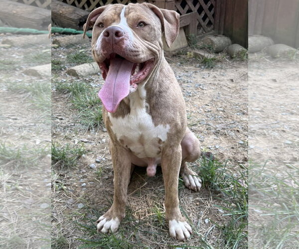 Medium Photo #1 American Bulldog-Unknown Mix Puppy For Sale in Wetumpka, AL, USA