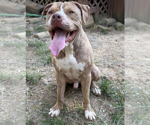 American Bulldog-Unknown Mix Dogs for adoption in Wetumpka, AL, USA