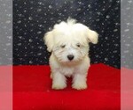 Puppy Melody Maltese