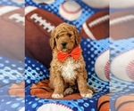 Small Photo #1 Goldendoodle Puppy For Sale in GLEN ROCK, PA, USA