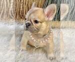 Small #1 French Bulldog