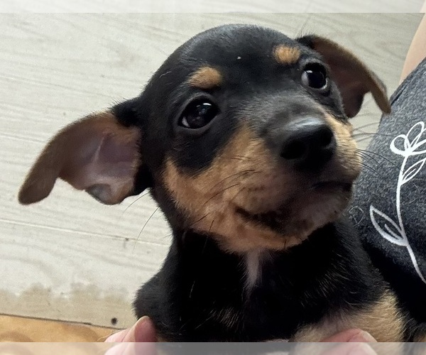 Medium Photo #1 Rat Terrier Puppy For Sale in WHITAKERS, NC, USA