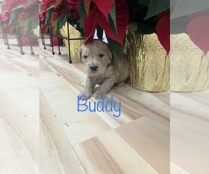 Goldendoodle Puppy for Sale in EDINA, Missouri USA