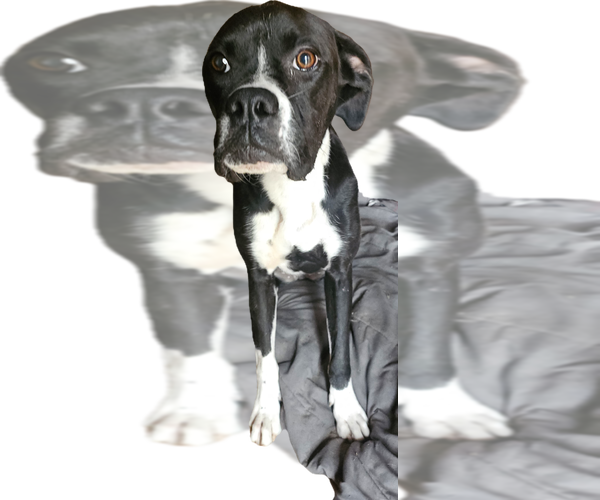 Medium Photo #2 Boxer Puppy For Sale in Austin, TX, USA