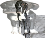 Small #1 Boxer
