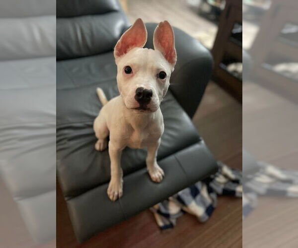 Medium Photo #3 American Staffordshire Terrier-Unknown Mix Puppy For Sale in Shermans Dale, PA, USA