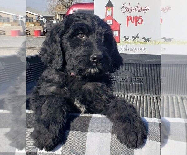 Medium Photo #17 Bernedoodle Puppy For Sale in GRANTSVILLE, UT, USA
