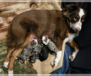 Mother of the Miniature Australian Shepherd puppies born on 10/02/2023