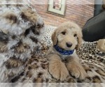 Puppy Tommie Goldendoodle