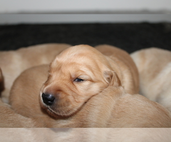 Medium Photo #6 Golden Retriever Puppy For Sale in SENECA, SC, USA