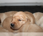 Small Photo #6 Golden Retriever Puppy For Sale in SENECA, SC, USA