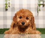 Small #1 Goldendoodle (Miniature)