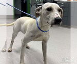 Small #1 Labrador Retriever Mix