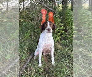 Father of the English Springer Spaniel puppies born on 07/11/2025