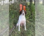 Small Photo #1 English Springer Spaniel Puppy For Sale in BEAVER SPRINGS, PA, USA