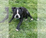 Small Boston Terrier Mix
