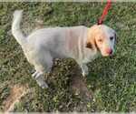 Small #4 Beagle