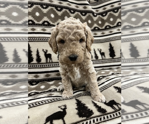 Medium Photo #7 Goldendoodle Puppy For Sale in LOWVILLE, NY, USA