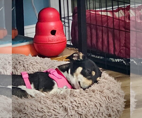 Medium Photo #4 Rat Terrier Puppy For Sale in Atlanta, GA, USA