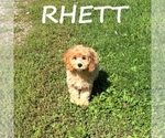 Image preview for Ad Listing. Nickname: Rhett