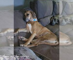 Small #1 Great Dane
