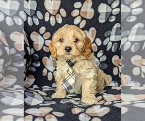 Cavachon-Poodle (Toy) Mix Puppy for sale in AIRVILLE, PA, USA