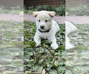 Medium Shiba Inu