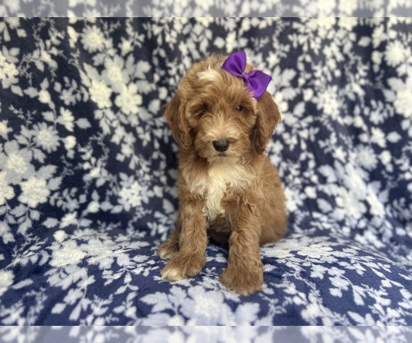 Medium Photo #8 Cockapoo Puppy For Sale in LAKELAND, FL, USA