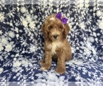 Small #7 Cockapoo