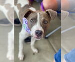 Small Photo #10 Boxer-Unknown Mix Puppy For Sale in Mount Laurel, NJ, USA