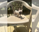 Small Photo #6 French Bulldog Puppy For Sale in UNION CITY, GA, USA