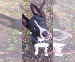 Mutt Dogs for adoption in Fort Lauderdale, FL, USA