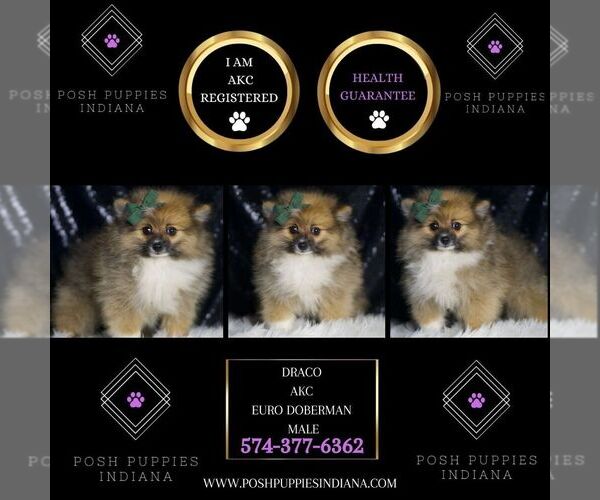 Medium Photo #5 Pomeranian Puppy For Sale in WARSAW, IN, USA