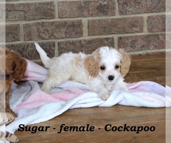 Medium Photo #2 Cock-A-Poo Puppy For Sale in CLARKRANGE, TN, USA