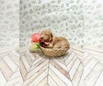 Small Photo #13 Goldendoodle Puppy For Sale in CONWAY, SC, USA